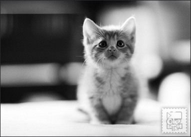 Татьяна Котова