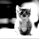 Татьяна Котова