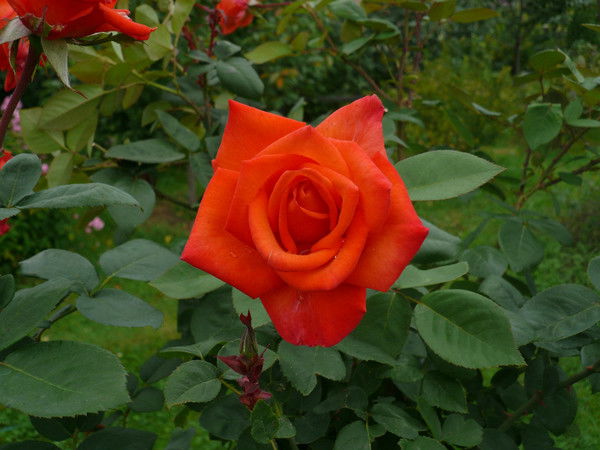 Лена Тимашева