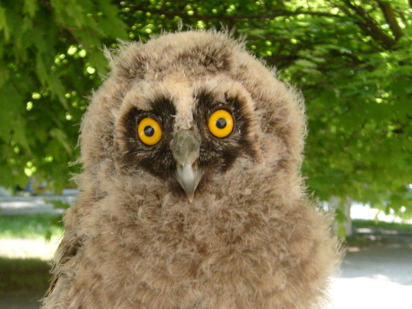 Владимир *****