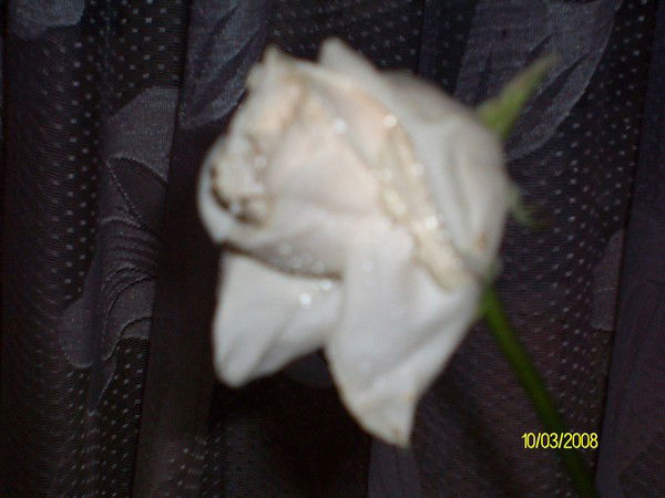 Света Строева