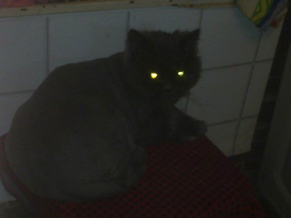 Лена Огородникова