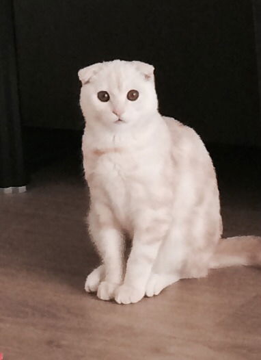 Заира Тумгоева