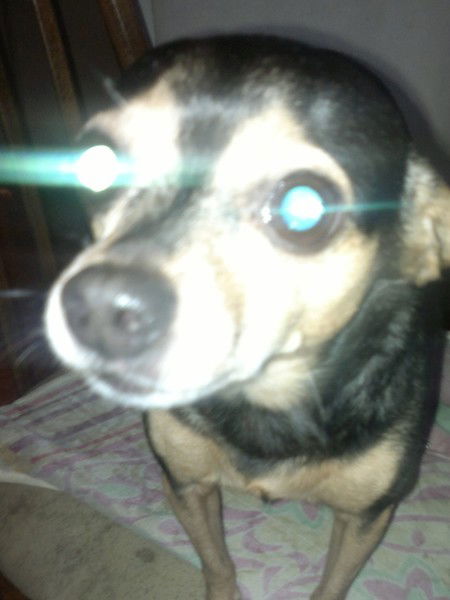 Елена Степанова