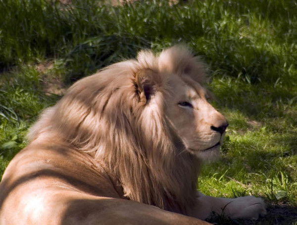 Алпамыс Идрисов