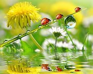 Аленка) Клондайк