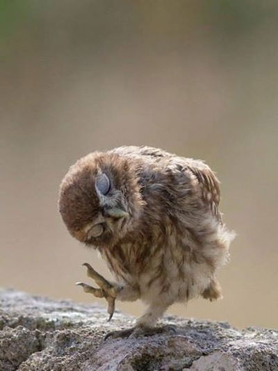 Алиночка Тимашева