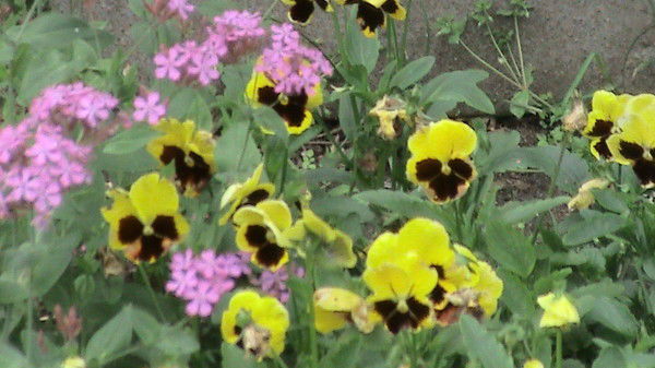 Марина Кляйнпетер