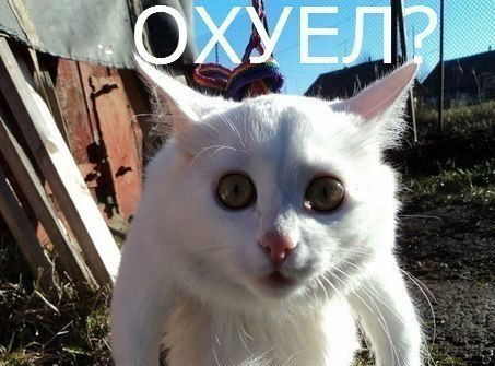 Кирилл Шведов