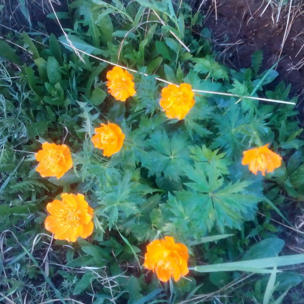 Людмила Шолохова