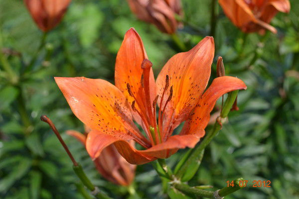 Юлия Швецова