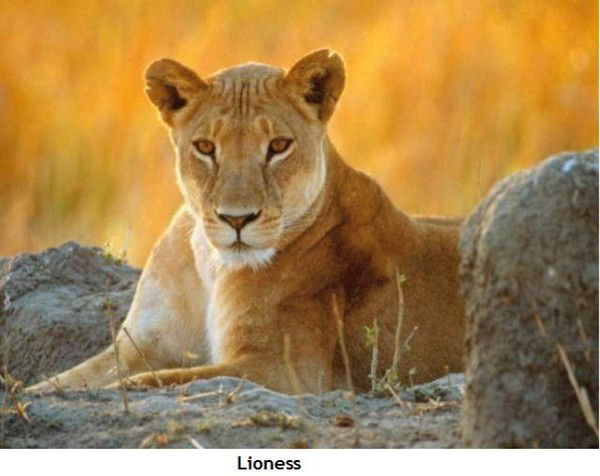 Надежда Ботова