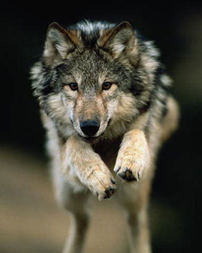 Сергей Жаров