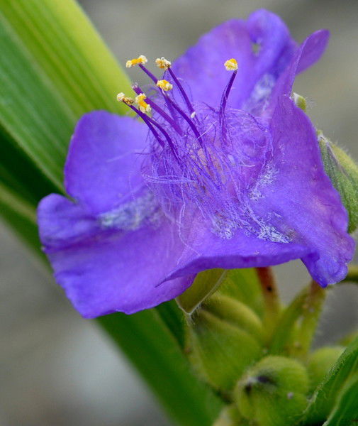 Айнагуль Султанова