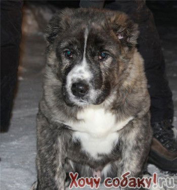 Ольга Колесникова