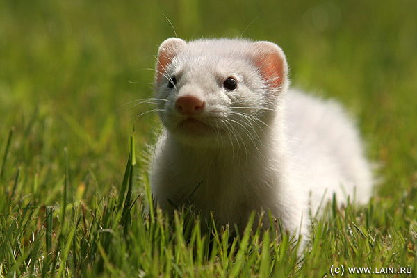 Владимир Павлов
