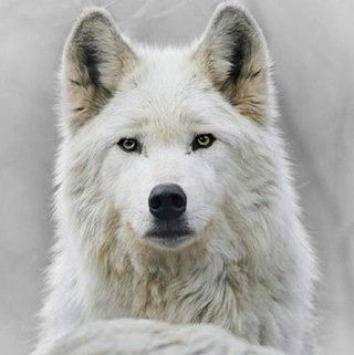 Галина Зубкова