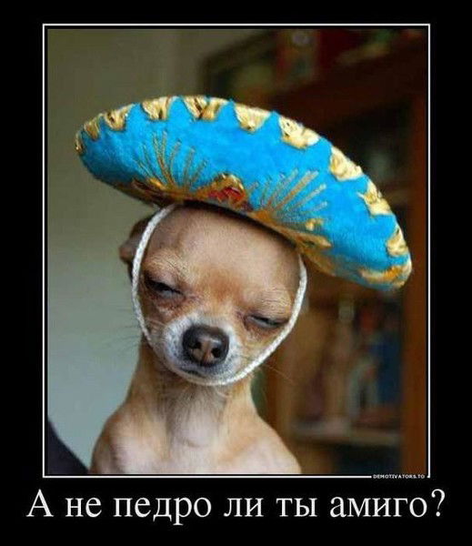 Игорь Брадц