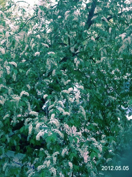 Галина Белоусова