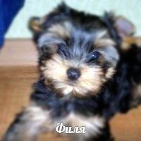 Анастасия Черных