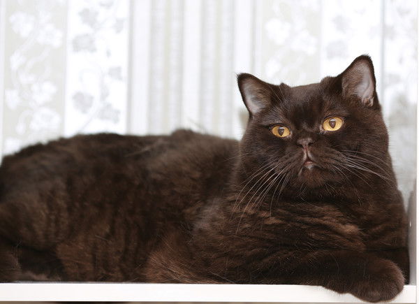 Александр Александров