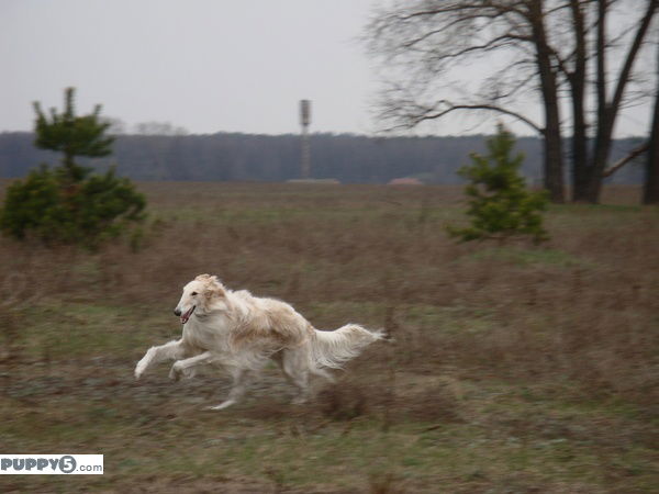 Ольга Шаповалова