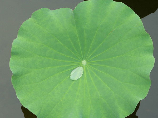 Сая Абеуова