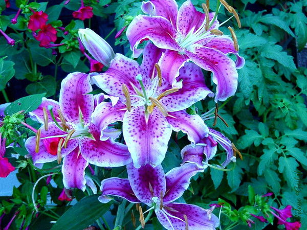 Антонина Яковлевна Кононыхина