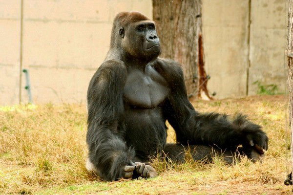 Имя Фамилия