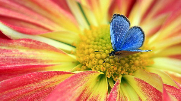 Надя Акентьева