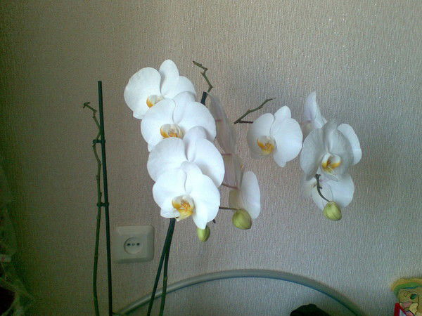 Гульнар Кузьмицкая