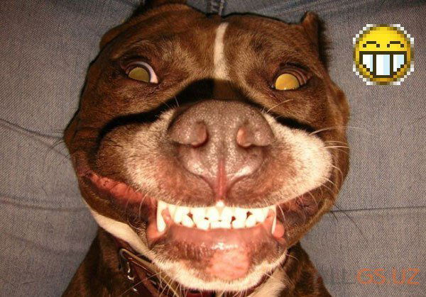 Владик Робуш