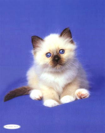 Елена Куриленко