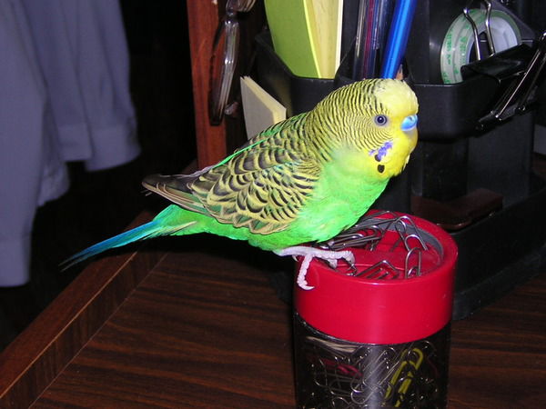 Татьяна Безлепкина