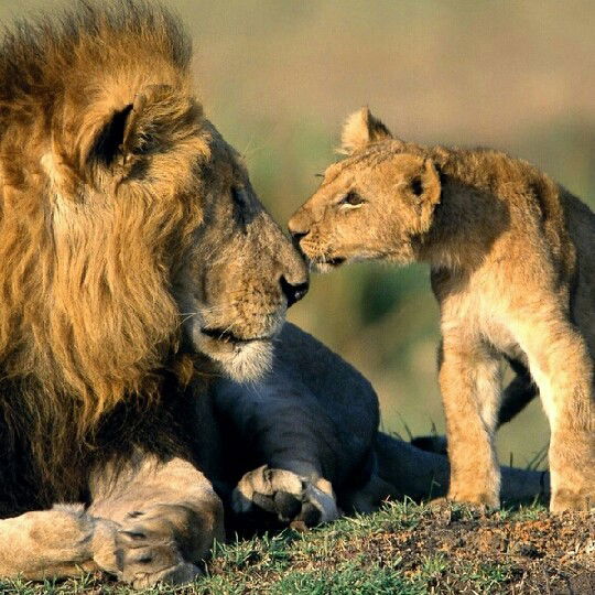 Ферат Зайнуллин