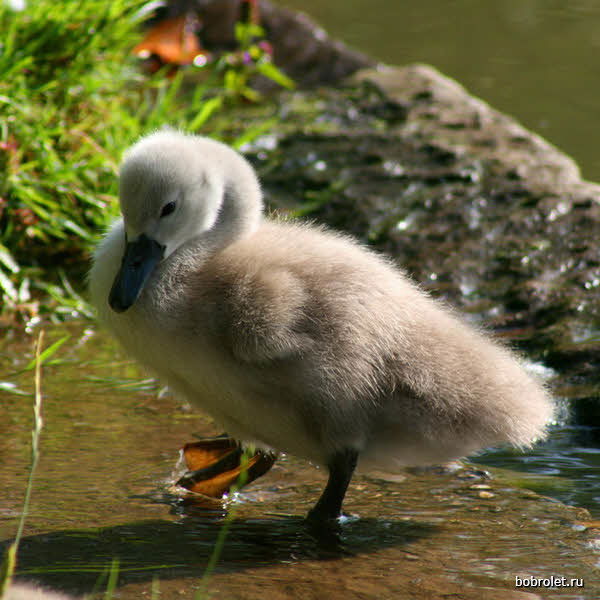 Алек Карпов