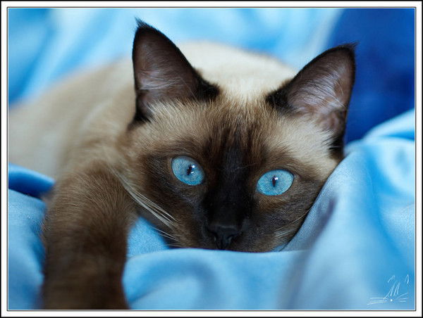 Ирина Ситова