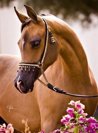 Айгул Жаныкулова