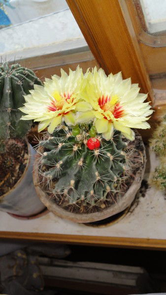 Мадина Мухитдинова