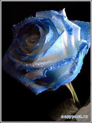 Наталья Тыщенко(Юдакова)