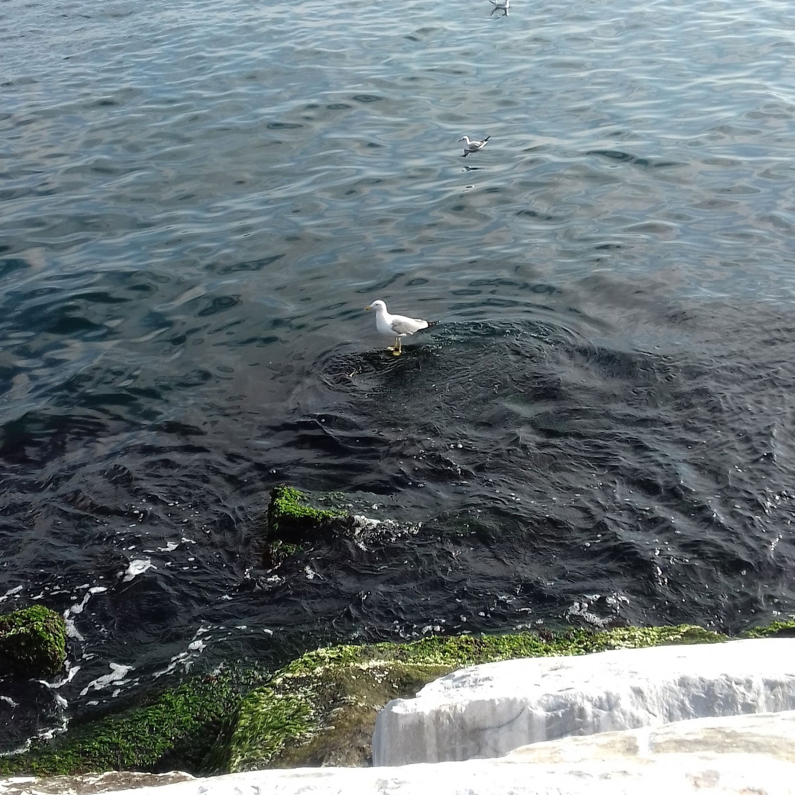 Шахида Таджиева