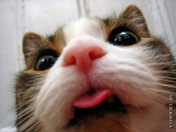 Катюшка Майсак