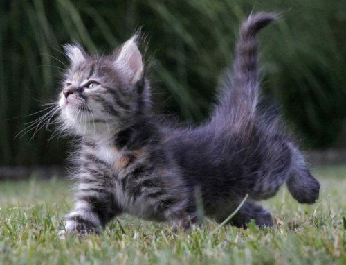 Дима Прыгов