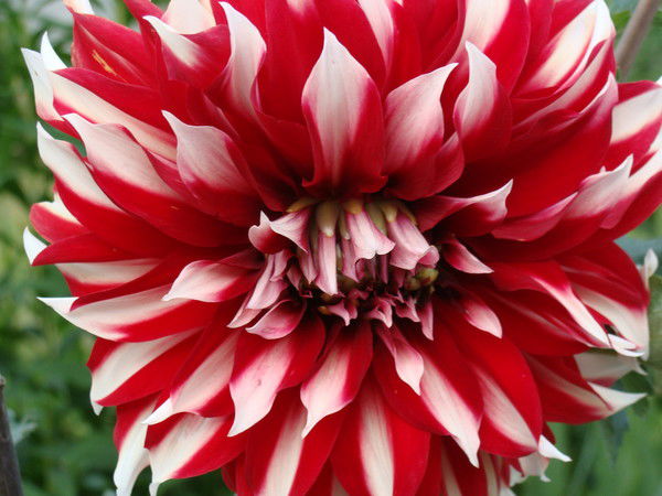 Зоя Кутрунова