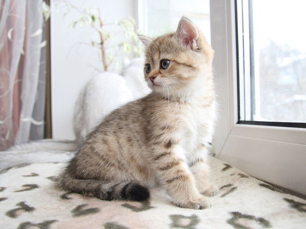 Ирина Сагадиева