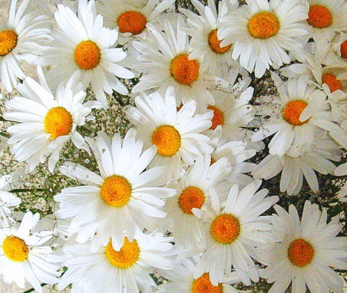 Ирина Айзель