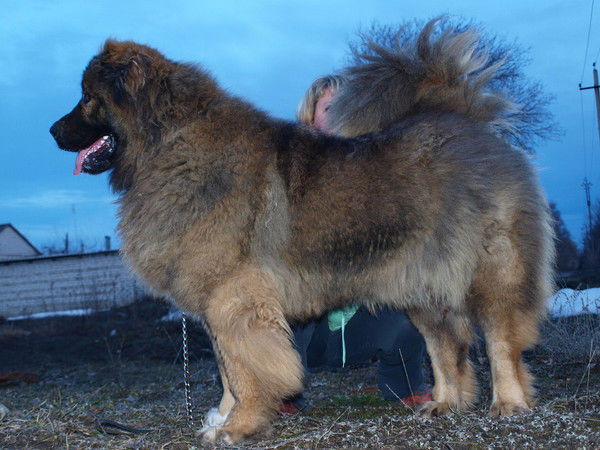 Николай Краснов