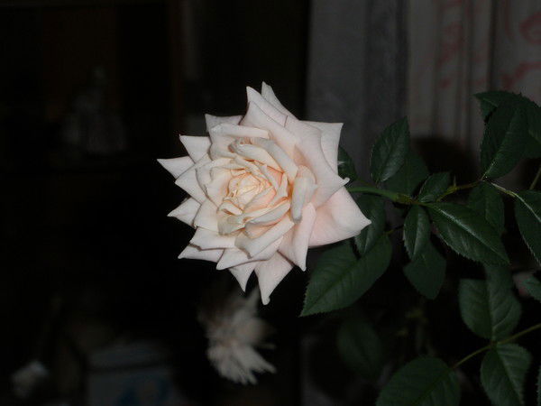 Татьяна Черноизюмская