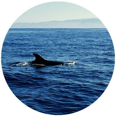 Даша Давыдова