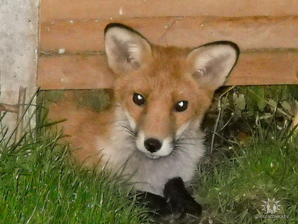 Виолетта Лесохина